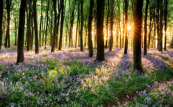 Partner Insight: What's behind the rapid growth of the sustainable fixed income market?